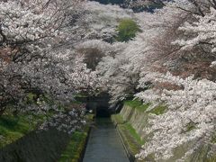 満開！　三井寺の桜　　