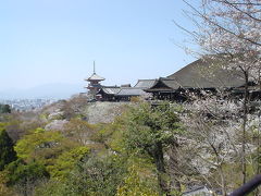 京都の桜