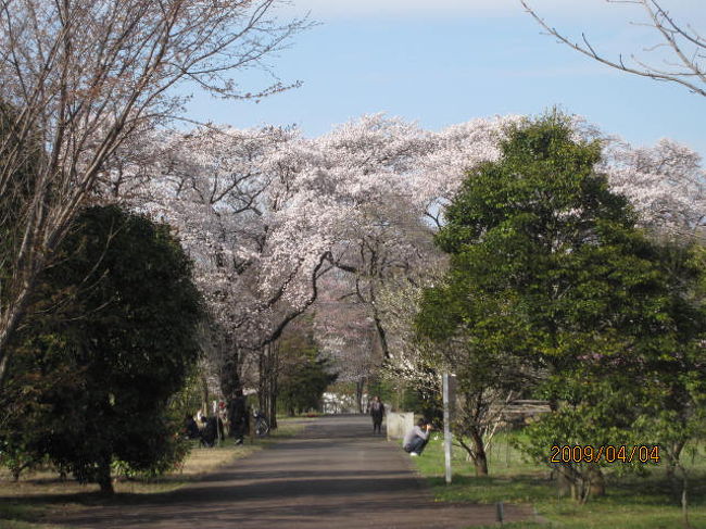 野川公園と武蔵野公園の二つの都立公園が隣接して併設されているのは都内でもここしかないだろう。<br /><br />市の南辺を流れる野川を挟んでの二つの都立公園。小金井にはそれだけより多くの自然が残されている。<br /><br />この「武蔵野公園」。名前の通り、武蔵野の自然を保存する為の保存林、苗木の育成、標本木、と他の公園とは違った役割をしている。<br /><br />桜の標本木も多種多様にあり、合計すると８００本以上の植樹がされている。これは将に「武蔵野林」じゃなくて「小金井櫻」の自然の様相。<br /><br /><br />又、この公園の地下には大きな地下遊水池が出来ていて、異常豪雨の際には、野川の増水を押さえるために、この地下に溜池に川の水を導入する仕組みになっている。<br /><br />そんなことはどうでも、人々は好天の休日・土曜日、バーベキュー広場で、桜の鑑賞はそっちのけで、芳しい焼肉の煙の中で、春を満喫しているようだった。<br />