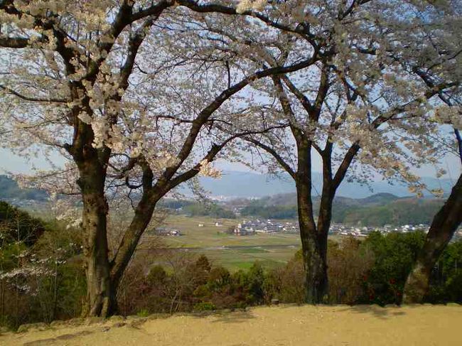 春爛漫、奈良では桜の満開宣言がでましたので早速お花見を決行。明日香をサイクリングで回ってきました。