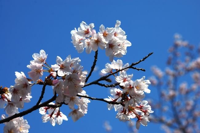 快晴の空の下、京都の岡崎エリアへ桜を見に行きました...<br /><br />岡崎エリアは、今まで紅葉の季節に行くだけだったのですが、桜の季節も見所が沢山あることを再発見！！！<br /><br />昔の線路跡をゆっくり散歩しながら見渡すと、辺り一面桜さくらサクラ...<br />開花してから寒の戻りがあったせいか、長く楽しめた感のある今年の桜でしたが、このところの陽気でそろそろ桜吹雪が舞い始めました...<br /><br />