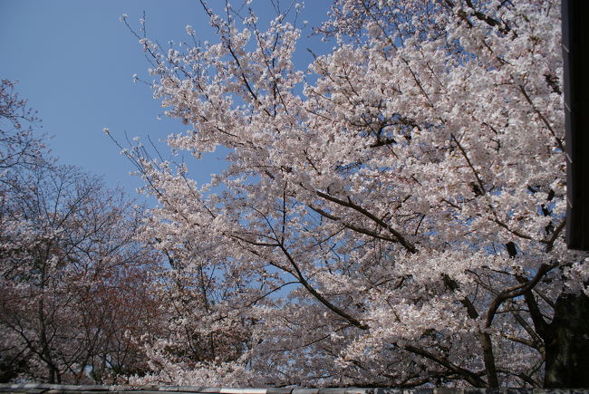 毎年、桜の咲く時期になると気になる京都。<br />ＪＲ東海のＣＭで更に気持ちが盛り上がり、気づいたら予約してしまっているといった感じ。<br /><br />今回は私の桜の満開予測も当たってあちこちで満開のキレイな桜を見ることができました。