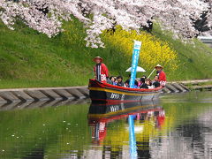 第33回各務原市桜まつり..その2/桜