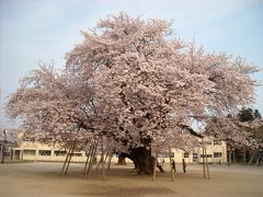 茨城県土浦市～常総市 満開の桜めぐり