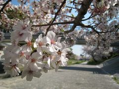 岡崎公園　～花もだんごも！！～