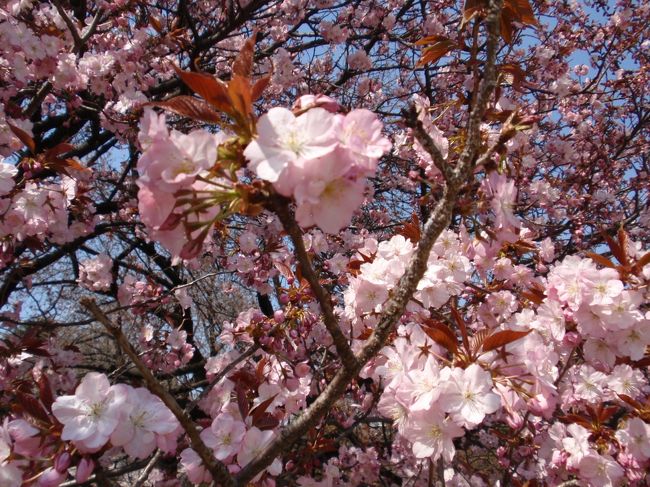 　春爛漫のこの時季、あちこちでサクラを目にすることはあっても、いわゆる《お花見》に出かけることはあまりなく・・・。<br /><br />　そんな時、高校時代の同級生からお誘いが、、、<br />お昼は新宿御苑で《お花見》、夜は千鳥ヶ淵で《夜桜》見物、というハードなもの！<br />　<br />　う〜ん、都内の桜の名所をふたつも、、、<br />桜酔い？しそうな、、、体力ももつかしら〜？ということで<br />ちょっと私流に！？アレンジして、<br />行ってまいりました(^_^)v<br /><br /><br />　
