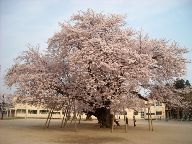 お休みの水曜日、桜がバッチリ満開の時だったので、お花見に出かけました。<br />つくば市～常総市～土浦市と車で桜の名所を巡ってみました。<br />どこの桜も満開ですばらしく、花見三昧の楽しい一日でした。<br />まだ若い桜並木から樹齢100年超えのソメイヨシノ、300年超えの枝垂桜まで<br />県南地域にも色々な桜の名所がありました。<br /><br />表紙画像は土浦市真鍋小学校の桜です。<br />4月7日のヤフーのトップ”写真ピックアップ”にも掲載されていた桜の古木です。