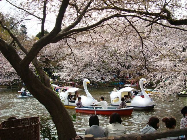 都内の桜は花冷えで第二週を迎えました。<br />そのため、物凄い人ごみでしたが、なんだかニコニコしている人が多い日曜日のお昼の花見でした。