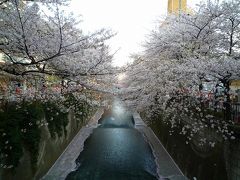 目黒川沿いの桜を見てきました！！