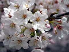 神田川の桜に誘われて春の香りめぐり