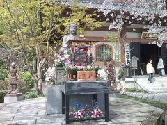 花祭りと桜の鎌倉
