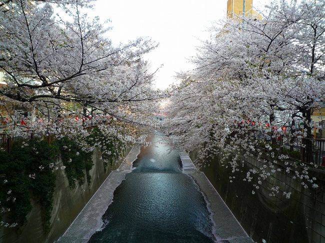 目黒川沿いの桜を見物しました。<br /><br />最近ダイエットの為に歩くことを始めました。<br />しかし飽きっぽい性格なので継続は困難で思いついた時にテクテク歩いています。<br /><br />今回思いついたのは目黒川沿いの桜！<br /><br />桜を見ながらなら歩けるかもと思い立ち、4月某日池尻大橋駅に降り立ちました。