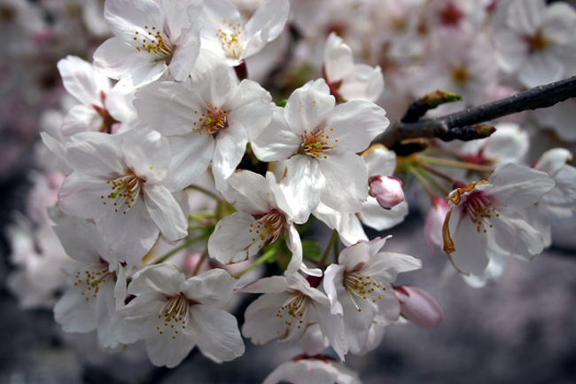 神田川桜並木、哲学堂公園、中野通り、新井薬師公園と<br />桜の名所をめぐりました。<br />桜もほぼ満開！キレイに咲いていました。<br /><br />2009年04月05日(日) 神田川の桜に誘われて春の香りめぐり<br />JR東日本 駅からハイキング<br />歩行距離：約7.8Km　歩行時間：約2時間<br />スタート 9:00〜11:00 JR中央本線東中野駅<br />ゴール　 　　〜15:00 JR中央本線東中野駅<br />実際には、2時間34分かかりました。<br /><br />Googleマップ ＊コースと撮影場所が確認できます。<br />http://maps.google.co.jp/maps/ms?ie=UTF8&amp;amp;hl=ja&amp;amp;msa=0&amp;amp;msid=107664064700274238544.000466e9a97c9f9847868&amp;amp;z=14