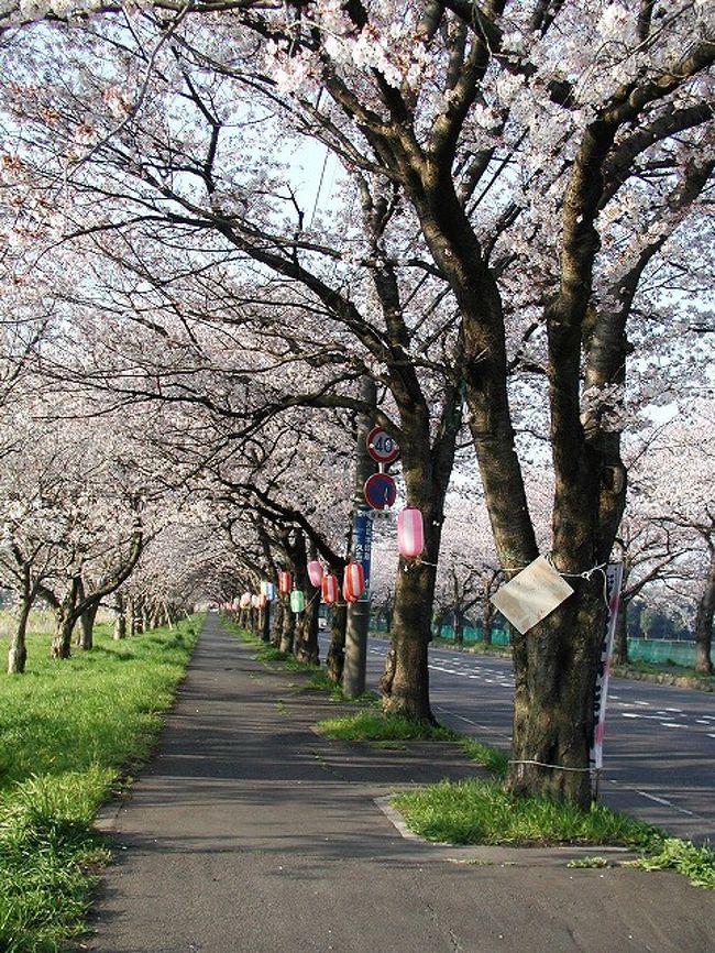 久喜市の桜の見所はいくつかあるが、ここ上清久の桜通りは道路の両側の他に歩道の外側にも一列あり、三列の桜並木が続くお花見スポットです。<br />今日は早朝ウォーキングを兼ねて自宅から上清久までの桜の見られる場所を選んで歩いてみました。<br /><br />自宅を５時に出発、２時間半・１６．６００歩でした。<br /><br /><br />