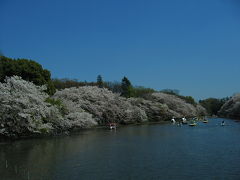 井の頭公園にお花見に行ってきました