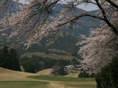 桜の季節　大厚木カントリークラブ　本コース