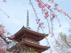 春爛漫の京都♪大悲閣千光寺を訪ねて。。