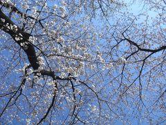 春爛漫　桜の花物語