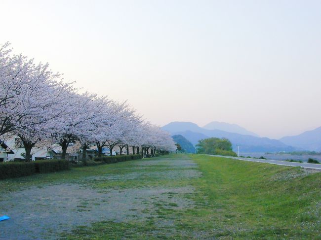 丁度静岡の桜の満開の時期にあたったので、周辺をドライブ