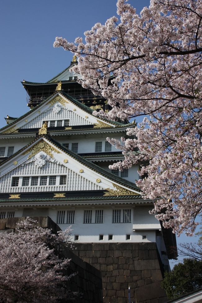 大阪城は我が家からの散歩圏内なので、時々歩いて遊びに来ています。<br /><br />前回３月２８日の時は、まだ５分咲きくらいだったのですが、それから１０日ほど経ち、暖かい日が続いたこともあって、桜は一気に満開になりました。<br /><br /><br />◎ 大阪城　桜データ<br /><br />６種<br />約４３００本<br />４月上旬