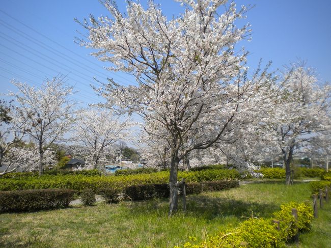 NEWデジカメ購入記念☆<br />桜満開の代々木公園でお花見。<br />近所の桜、江戸川の土手をサイクリング。<br /><br /><br />