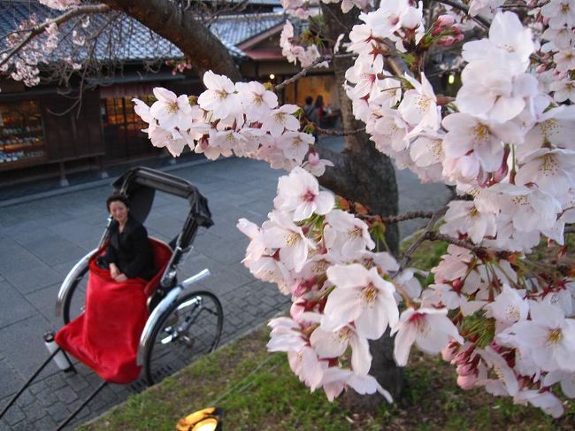 吉田山荘でランチの後、哲学の道の桜と円山公園の桜を三昧。