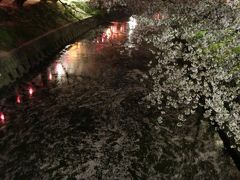 五条川の千本桜、残り半分を歩いてきました