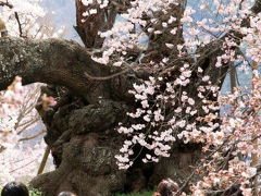 車で山梨-2 ★北杜市・実相寺 山高の神代ザクラ