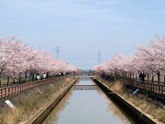 稲沢市平和町のさくら並木