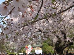 【法華経寺】≪花まつり≫（2009年4月8日）桜は散り始め