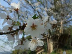 09年04月09日（木）鶴舞公園の後に訪れたい「桜ヶ丘オープンガーデン。」