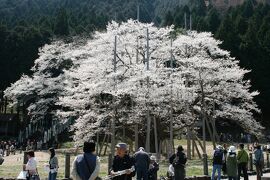 2009春、満開の根尾の薄墨桜(2/4)：薄墨公園、薄墨桜、国天然記念物石碑