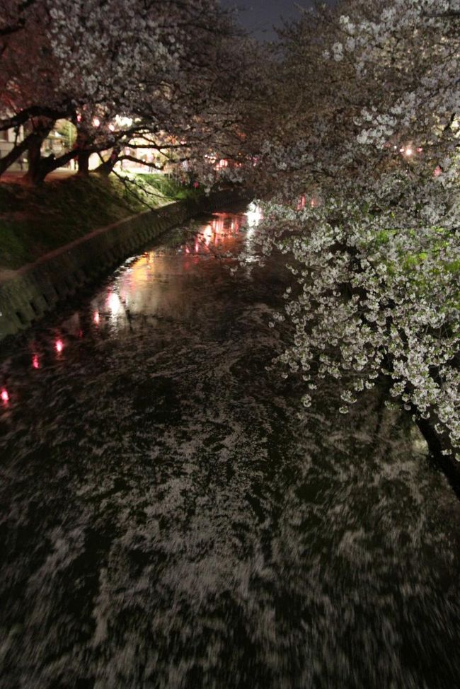 五条川の千本桜、残り半分を歩いてきました