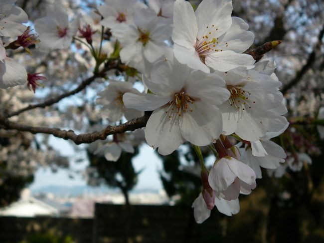 スヌーピーのイベントへ行く数日前にまだお花見に行けていない<br />ことをJOECOOLさんに告げると、いい場所をさがしておきますよ<br />と返事をいただき、楽しみにしていました。<br />そして期待どおり素晴らしいお花見スポットに連れて行ってくださり、お天気もよく、あたたかかったったのでルンルンのお花見でした♪<br />