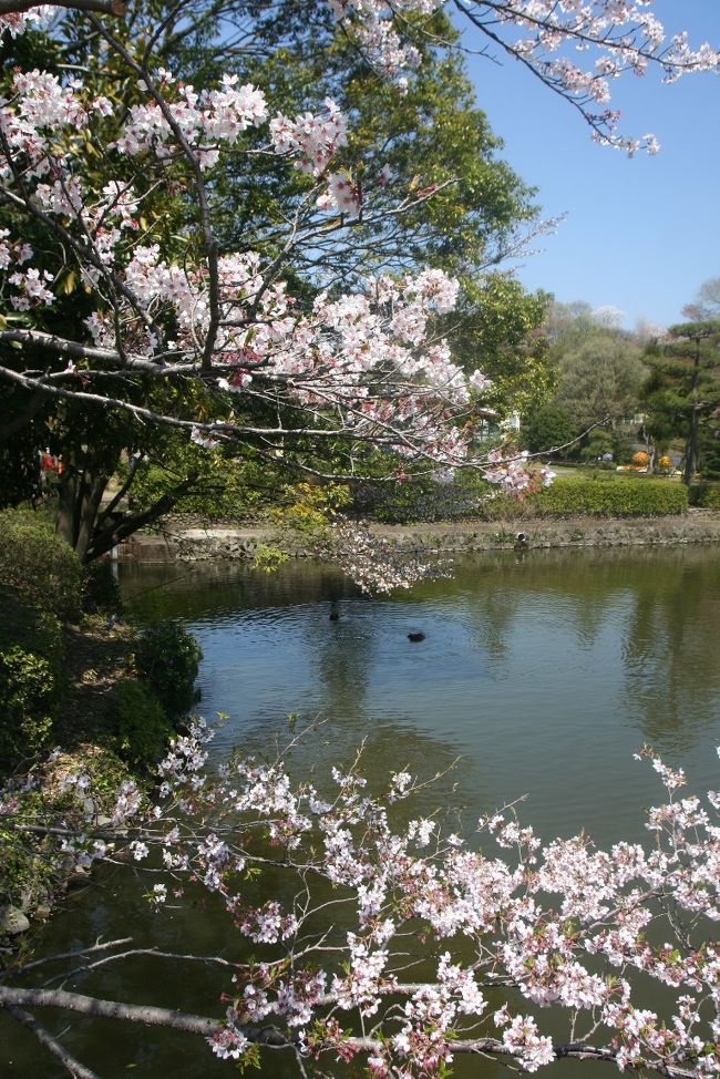 都心ではそろそろ桜が散りかけているのではないでしょうか。新宿から40分ほどの町田にある薬師池公園の桜は、今を盛りに咲いています。<br /><br />たまたま時間の余裕があったので、出かけてみました。天気は申し分なく晴れていて、気候も初夏を思わせる陽気となり、散歩をするには絶好の日和となりました。<br /><br />薬師池公園は江戸時代に開発されたところで、広大な敷地に池や梅園、ハス園、薬師堂、古民家などが点在する多摩有数の自然公園です。穏やかな天気に誘われ多くの人が訪れていました。<br /><br />私もこの日ゆったリとした気分で公園内を散策しました。気分も爽快、天気も快晴、何もかも楽しい時間を過ごすことができました。