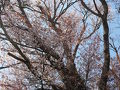 2009年桜だより◆三多気の桜（三重県津市美杉町）