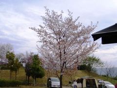 花見だ、キャンプだ。家族ｄｅ讃岐まんのう公園の春休み’０９　１日目