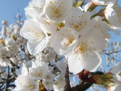 '09　春爛漫♪　東谷山(とうごくさん)と枝垂れ桜とサボテン