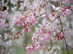 京都・奈良　桜紀行　2009年（その2）