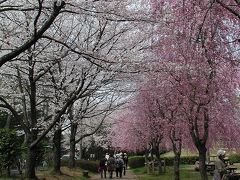 春爛漫・花めぐりウォーキング