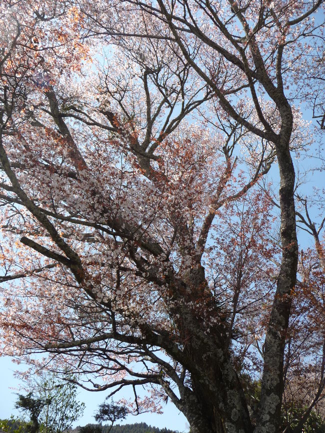 JOECOOLはこの日は丸一日オフ...。<br />天気も良い暖かい日だったので、これは滝めぐりに行くしかない！<br />ということで、三重県・奈良県の県境付近に滝めぐりに出かけました。<br />最初の目的地・不動の滝（奈良県御杖村）に向かう途中、『三多気（みたけ）の桜』という標識を見つけたので先に立ち寄ってみました。