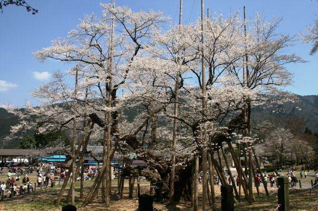 2009春、満開の根尾の薄墨桜(3/4)：薄墨公園、薄墨桜、薄墨桜二世、薄墨観音