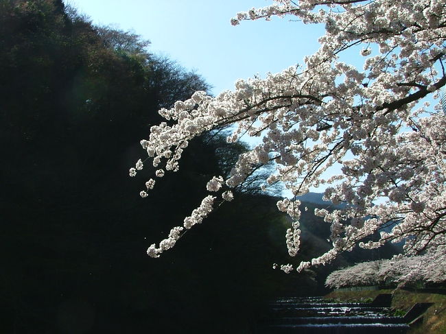 　今週は、箱根宮城野の桜を見に来ました。<br /><br />　ネットでは、８分咲きという情報でしたが、今日の暖かさに、満開を越えて、早い木は、散り始めていました。<br /><br />　皆さんに、現況をお伝えしたくて、現地、箱根からの投稿です。<br /><br />　