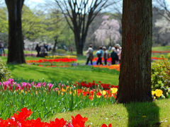 春の花、満開の昭和記念公園