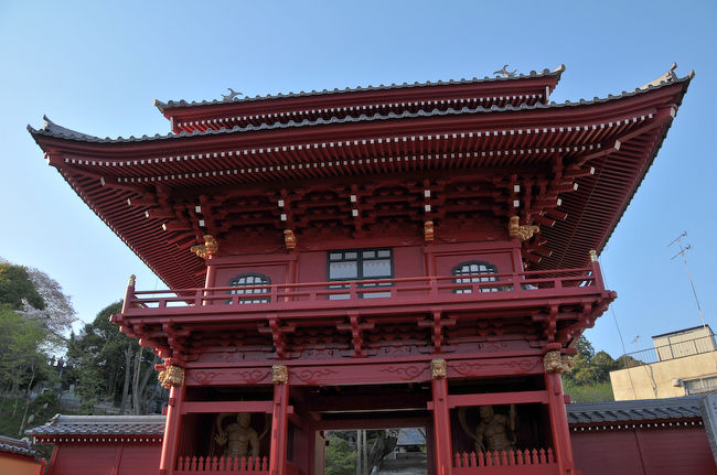 八幡山公園に向かう前に慈光寺へ。<br />ここの桜は早く咲いてしまうので、花見というより新しくできた赤門を見るために寄りました。今年も例年のごとく4月頭に満開を迎えていたそうです。<br /><br /><br />慈光寺は県庁前通りの、県立図書館のちょうど裏側にあたる場所にあるお寺です。通称「赤門の桜」と呼ばれるヒガン桜が有名です。このヒガン桜は樹齢150年を超えて、宇都宮市内で一番早く咲き始める桜です。今年は赤門とともにライトアップも行われます。<br /><br />江戸時代(1778)に宇都宮城の鬼門である北東の位置の慈光寺に朱塗りの門が造られました。第二次世界大戦で、宇都宮はアメリカの爆撃機(B29)により大空襲を受けています。その際に赤門は焼け落ちてしまいました。<br /><br />そして60年の月日がたち、開山500年の事業として修復されました。正直、赤門から前の参道はないに等しいので残念なのですが立派な門が修築されました。