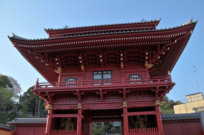 八幡山公園に向かう前に慈光寺へ。<br />ここの桜は早く咲いてしまうので、花見というより新しくできた赤門を見るために寄りました。今年も例年のごとく4月頭に満開を迎えていたそうです。<br /><br /><br />慈光寺は県庁前通りの、県立図書館のちょうど裏側にあたる場所にあるお寺です。通称「赤門の桜」と呼ばれるヒガン桜が有名です。このヒガン桜は樹齢150年を超えて、宇都宮市内で一番早く咲き始める桜です。今年は赤門とともにライトアップも行われます。<br /><br />江戸時代(1778)に宇都宮城の鬼門である北東の位置の慈光寺に朱塗りの門が造られました。第二次世界大戦で、宇都宮はアメリカの爆撃機(B29）により大空襲を受けています。その際に赤門は焼け落ちてしまいました。<br /><br />そして60年の月日がたち、開山500年の事業として修復されました。正直、赤門から前の参道はないに等しいので残念なのですが立派な門が修築されました。