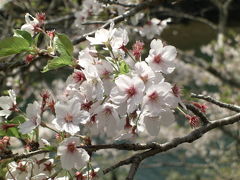 新城市　桜淵公園