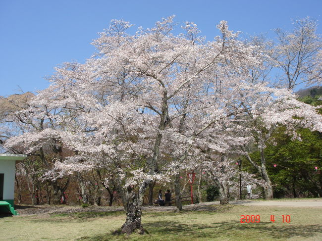 輪行で三次の尾関山の桜を見てきました