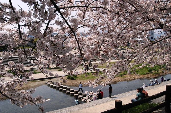 孫達の住む高槻へ出掛け、近隣で花見を楽しむ。<br /><br />芥川桜堤公園（あくたがわさくらづつみこうえん）は、高槻市の中心部、芥川沿いにある公園で、<br />ＪＲ高槻駅から、西へ歩いて１５分ほどの距離に位置する。<br />春にはその名の通り桜が咲き誇り、５月にはこいのぼりが優雅に泳ぎ、<br />夏には川遊びも楽しむことが出来る。<br /><br />・高槻市観光サイトのＨＰ<br />　　　http://www.city.takatsuki.osaka.jp/new/syoko/index.html　　　<br /><br />