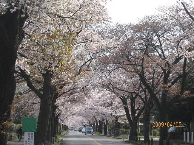小金井花だより 5 多摩霊園 府中免許試験場 東京の旅行記 ブログ By ちゃおさん フォートラベル